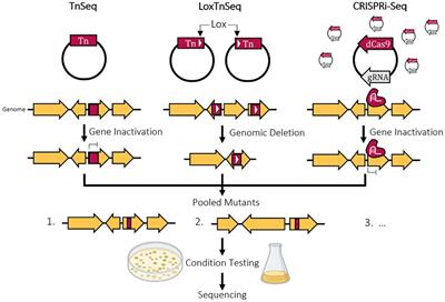 Bacterial genome reductions: Tools, applications, and challenges